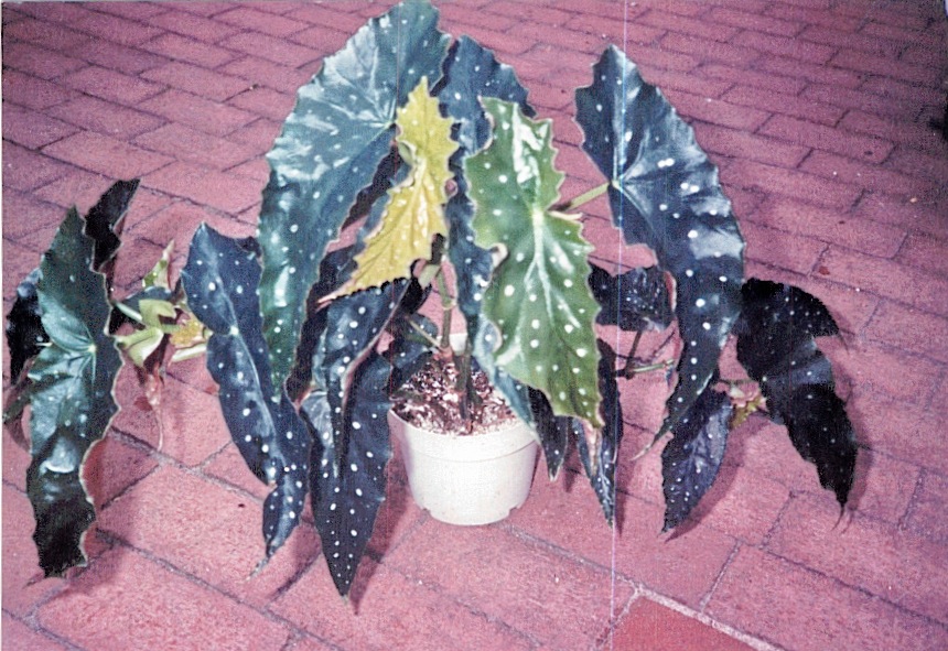 B. ‘Angel Eyes’